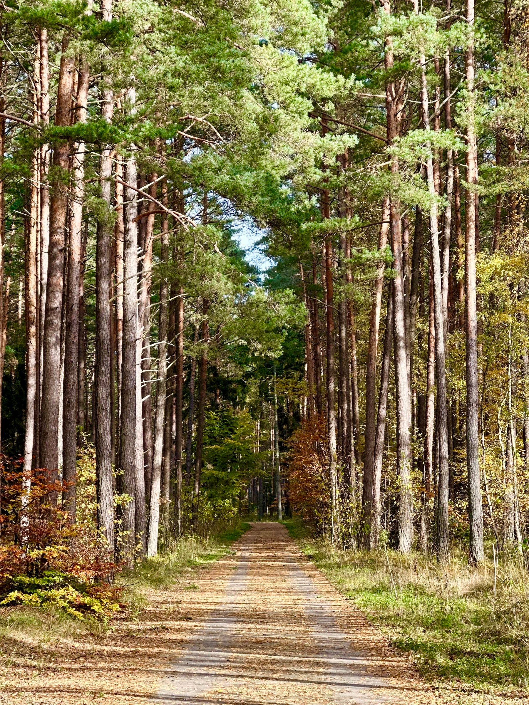 Prosta leśna droga między wysokimi sosnami