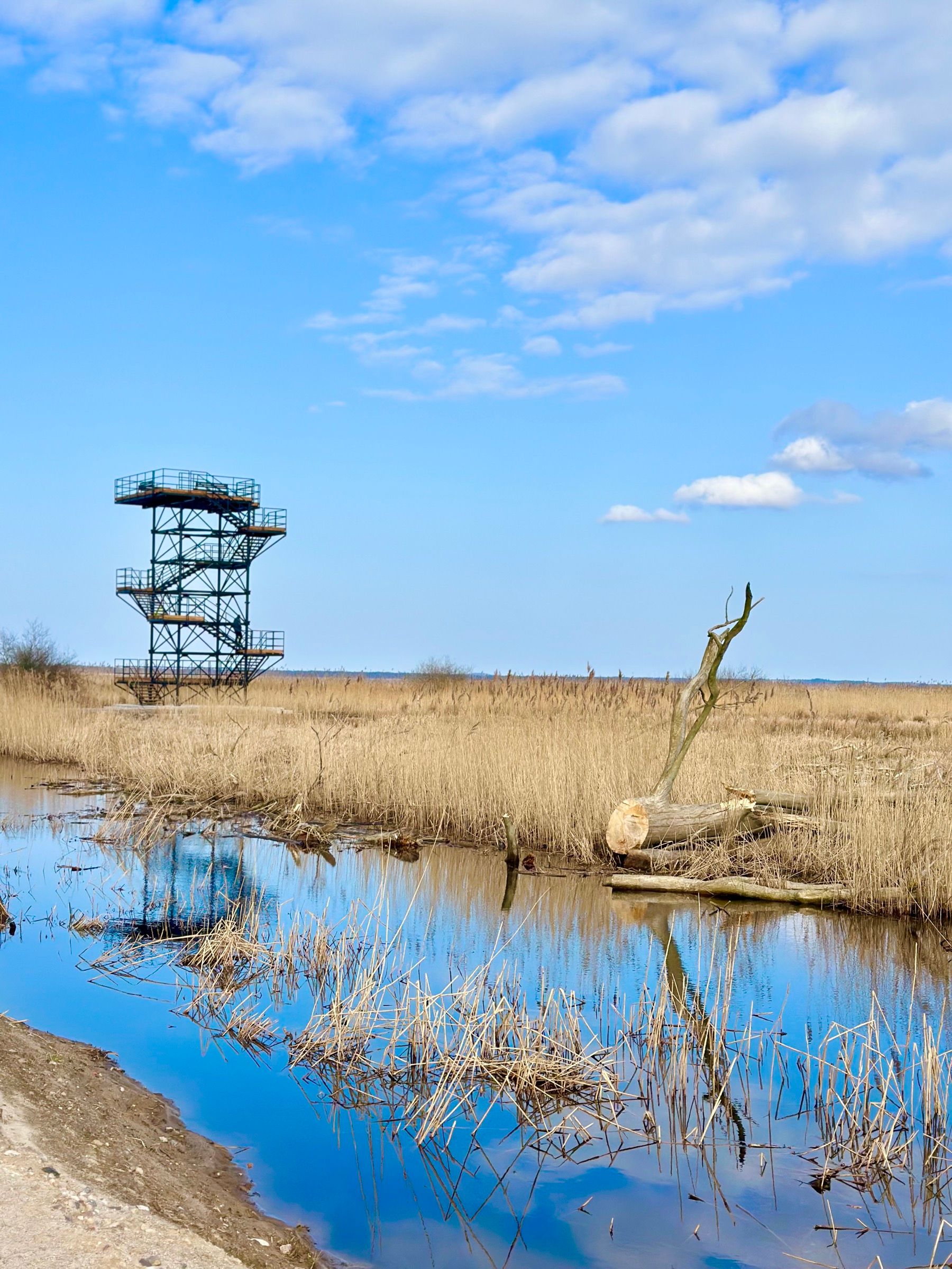 Wieża widokowa nad rozlewiskiem i trzcinami, niedaleko Rowów