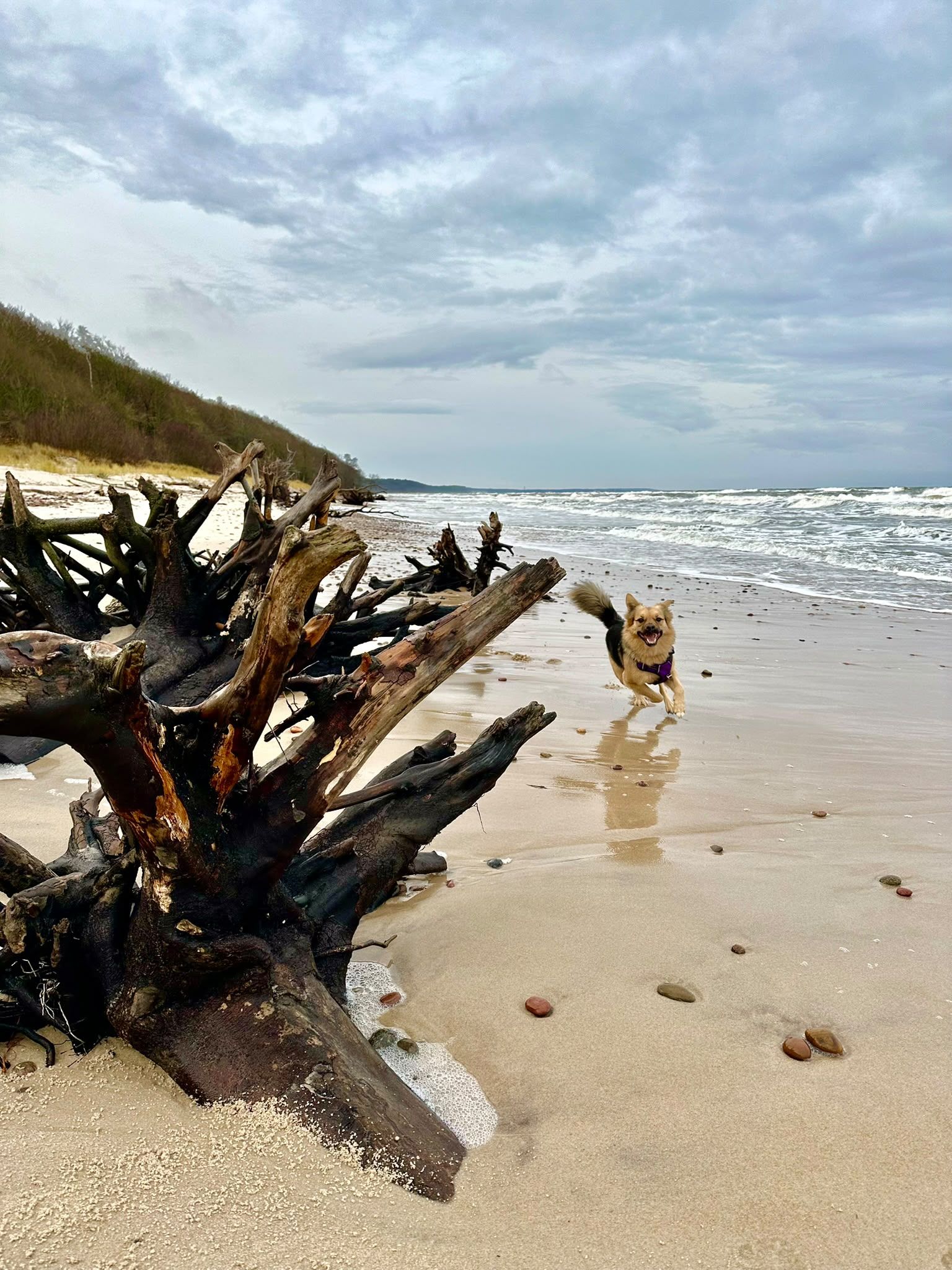 Pies biegnie po plaży obok wielkiego korzenia