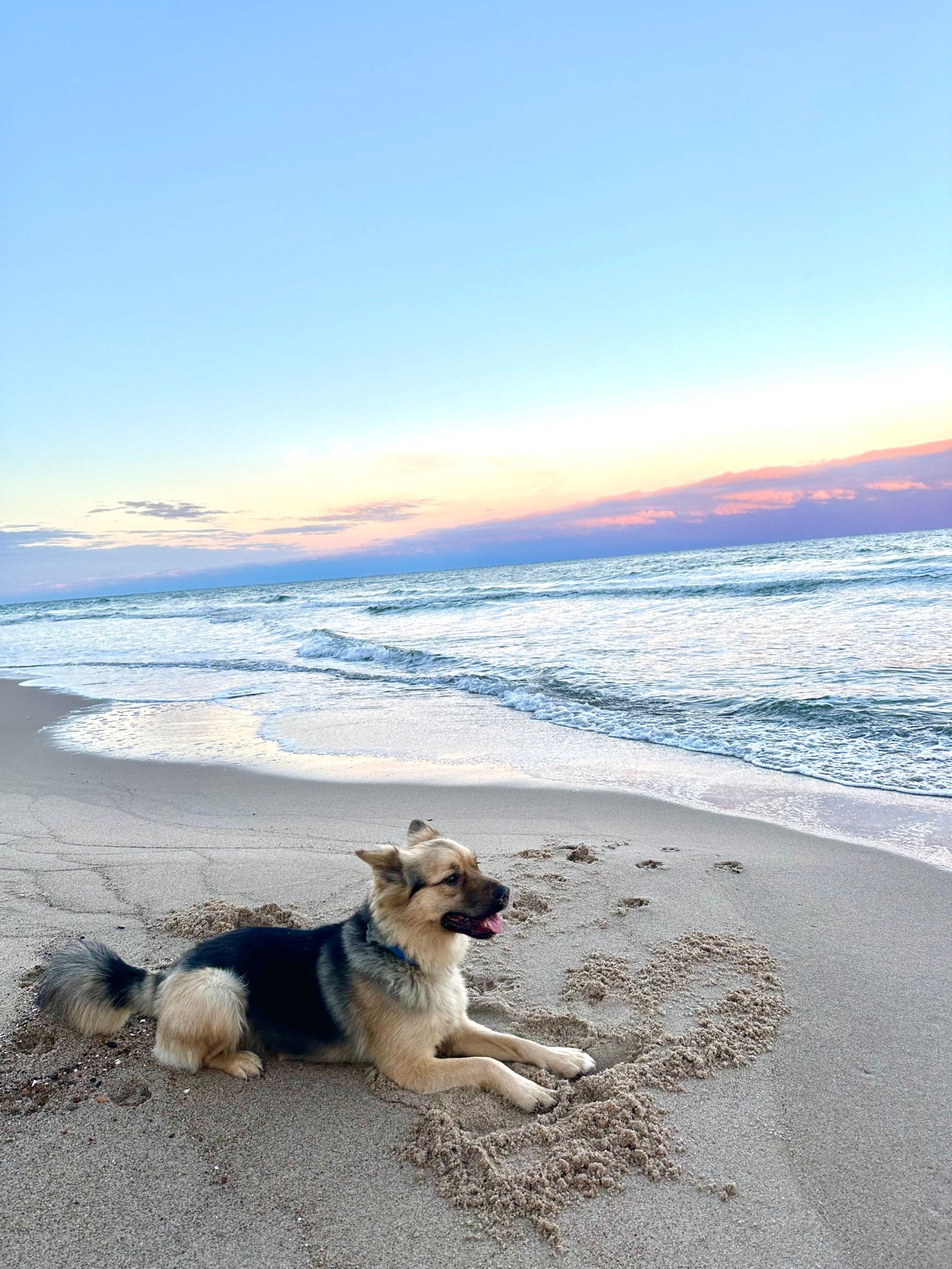 Pies odpoczywa na plaży przy falach